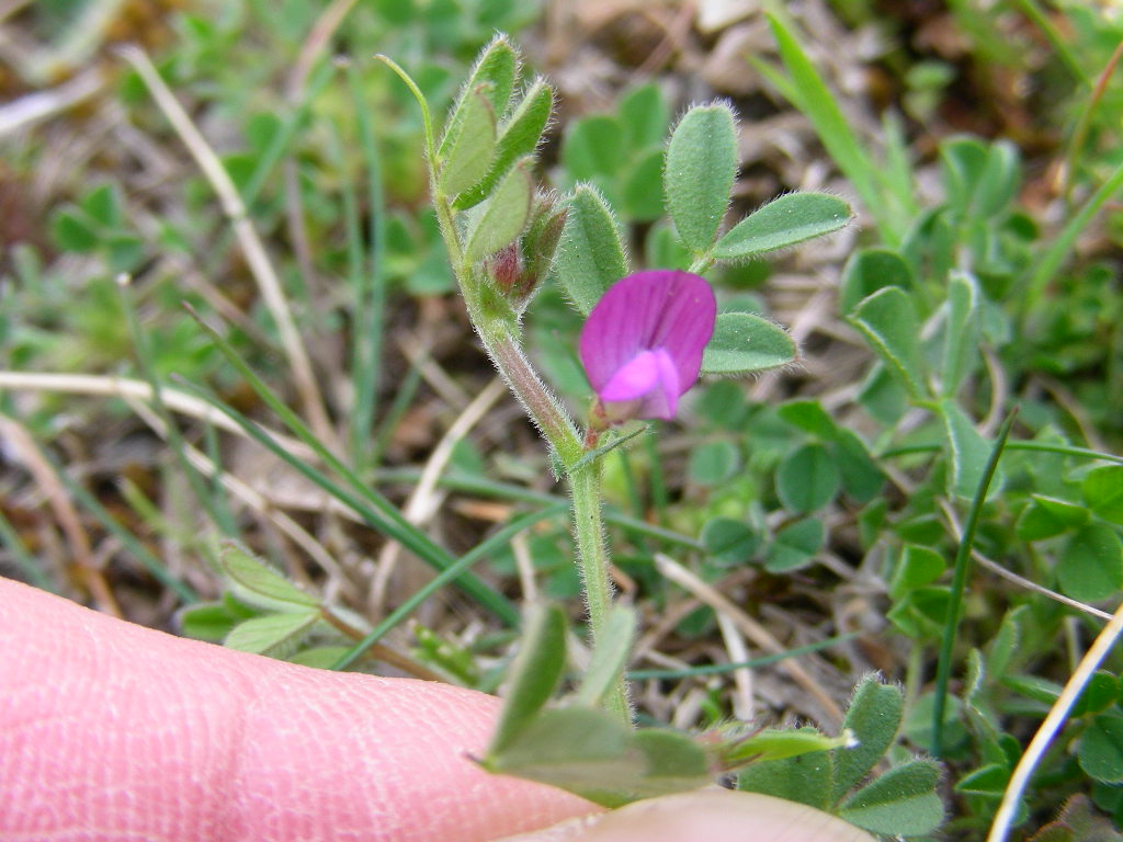 Vicia lathyroides